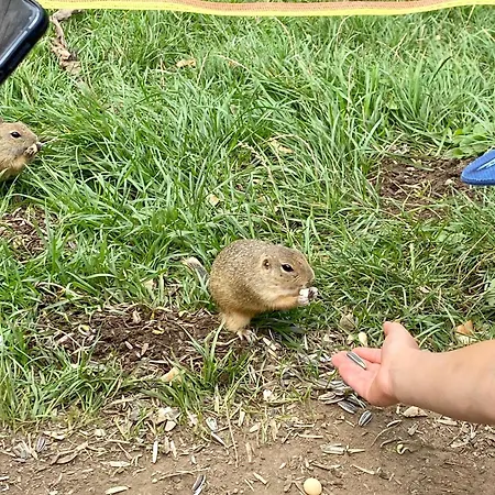 Chalet Wellness Drevenica Tale - Chopok Jasna South - Pool Table Horna Lehota